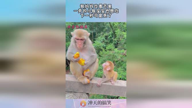 逗小猴开心攻略482_逗小猴开心8的攻略_逗小猴开心攻略