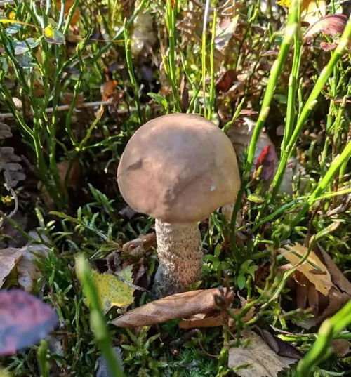 采蘑菇,探寻大自然的馈赠——采蘑菇的乐趣与技巧