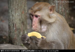 长毛吃猴游戏,一场惊心动魄的丛林冒险