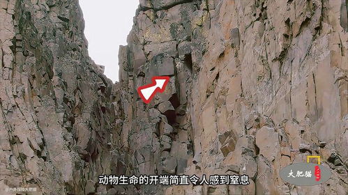 鸟跳崖游戏,揭秘鸟跳崖游戏的惊险冒险之旅