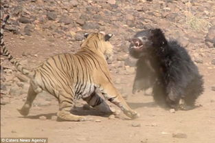 熊老虎游戏,熊者胜出