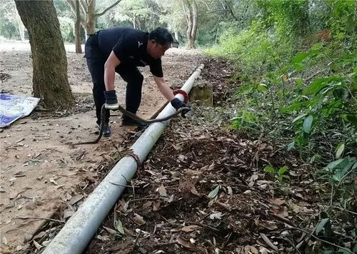 捕蛇的游戏,幼儿体育游戏中的合作与挑战