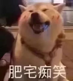 狗子头像打游戏,畅游虚拟战场