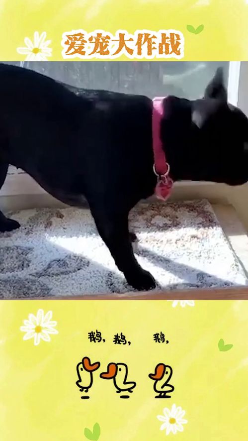 我家狗子打游戏,从球类运动到户外探险