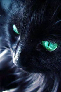 黑猫游戏猫,黑猫一家欢乐游戏时光