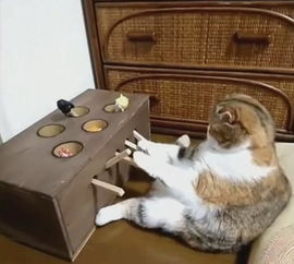 猫咪抓游戏,猫咪抓游戏欢乐攻略大揭秘