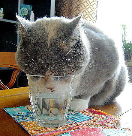 猫咪警察游戏,猫咪警察的正义冒险