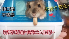 玩仓鼠游戏,一场欢乐的互动游戏体验